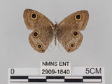 中文名:台灣波紋蛇目蝶(2909-1840)學名:Ypthima multistriata Butler, 1883(2909-1840)