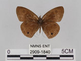 中文名:台灣波紋蛇目蝶(2909-1840)學名:Ypthima multistriata Butler, 1883(2909-1840)