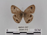 中文名:台灣波紋蛇目蝶(2934-312)學名:Ypthima multistriata Butler, 1883(2934-312)