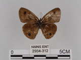 中文名:台灣波紋蛇目蝶(2934-312)學名:Ypthima multistriata Butler, 1883(2934-312)