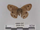 中文名:台灣波紋蛇目蝶(2934-310)學名:Ypthima multistriata Butler, 1883(2934-310)