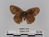 中文名:台灣波紋蛇目蝶(2934-310)學名:Ypthima multistriata Butler, 1883(2934-310)