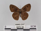 中文名:台灣波紋蛇目蝶(3872-38)學名:Ypthima multistriata Butler, 1883(3872-38)