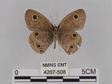 中文名:台灣波紋蛇目蝶(4207-508)學名:Ypthima multistriata Butler, 1883(4207-508)