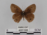 中文名:台灣波紋蛇目蝶(4207-508)學名:Ypthima multistriata Butler, 1883(4207-508)