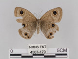 中文名:台灣波紋蛇目蝶(4507-179)學名:Ypthima multistriata Butler, 1883(4507-179)