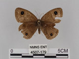 中文名:台灣波紋蛇目蝶(4507-179)學名:Ypthima multistriata Butler, 1883(4507-179)