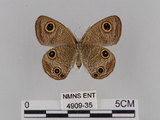 中文名:台灣波紋蛇目蝶(4909-35)學名:Ypthima multistriata Butler, 1883(4909-35)