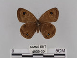 中文名:台灣波紋蛇目蝶(4909-35)學名:Ypthima multistriata Butler, 1883(4909-35)