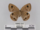 中文名:台灣波紋蛇目蝶(4909-51)學名:Ypthima multistriata Butler, 1883(4909-51)