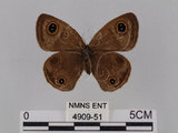 中文名:台灣波紋蛇目蝶(4909-51)學名:Ypthima multistriata Butler, 1883(4909-51)