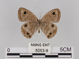 中文名:台灣波紋蛇目蝶(5053-9)學名:Ypthima multistriata Butler, 1883(5053-9)