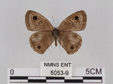 中文名:台灣波紋蛇目蝶(5053-9)學名:Ypthima multistriata Butler, 1883(5053-9)