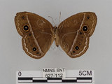 中文名:小蛇目蝶(眉眼蝶)(627-112)學名:Mycalesis francisca formosana Fruhstorfer, 1908(627-112)