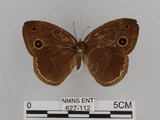 中文名:小蛇目蝶(眉眼蝶)(627-112)學名:Mycalesis francisca formosana Fruhstorfer, 1908(627-112)