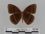 中文名:小蛇目蝶(眉眼蝶)(1282-21513)學名:Mycalesis francisca formosana Fruhstorfer, 1908(1282-21513)