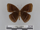 中文名:小蛇目蝶(眉眼蝶)(1282-20904)學名:Mycalesis francisca formosana Fruhstorfer, 1908(1282-20904)