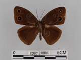 中文名:小蛇目蝶(眉眼蝶)(1282-20904)學名:Mycalesis francisca formosana Fruhstorfer, 1908(1282-20904)