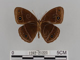 中文名:小蛇目蝶(眉眼蝶)(1282-21221)學名:Mycalesis francisca formosana Fruhstorfer, 1908(1282-21221)