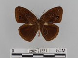 中文名:小蛇目蝶(眉眼蝶)(1282-21221)學名:Mycalesis francisca formosana Fruhstorfer, 1908(1282-21221)