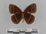 中文名:小蛇目蝶(眉眼蝶)(1282-21222)學名:Mycalesis francisca formosana Fruhstorfer, 1908(1282-21222)