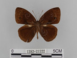 中文名:小蛇目蝶(眉眼蝶)(1282-21222)學名:Mycalesis francisca formosana Fruhstorfer, 1908(1282-21222)