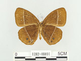 中文名:小蛇目蝶(眉眼蝶)(1282-40891)學名:Mycalesis francisca formosana Fruhstorfer, 1908(1282-40891)