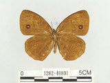 中文名:小蛇目蝶(眉眼蝶)(1282-40891)學名:Mycalesis francisca formosana Fruhstorfer, 1908(1282-40891)