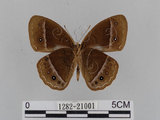 中文名:小蛇目蝶(眉眼蝶)(1282-21001)學名:Mycalesis francisca formosana Fruhstorfer, 1908(1282-21001)