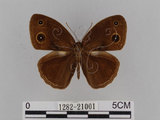 中文名:小蛇目蝶(眉眼蝶)(1282-21001)學名:Mycalesis francisca formosana Fruhstorfer, 1908(1282-21001)