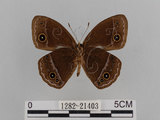 中文名:小蛇目蝶(眉眼蝶)(1282-21403)學名:Mycalesis francisca formosana Fruhstorfer, 1908(1282-21403)