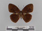 中文名:小蛇目蝶(眉眼蝶)(1282-21403)學名:Mycalesis francisca formosana Fruhstorfer, 1908(1282-21403)