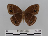 中文名:小蛇目蝶(眉眼蝶)(1282-20918)學名:Mycalesis francisca formosana Fruhstorfer, 1908(1282-20918)