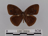 中文名:小蛇目蝶(眉眼蝶)(1282-20918)學名:Mycalesis francisca formosana Fruhstorfer, 1908(1282-20918)