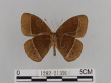 中文名:小蛇目蝶(眉眼蝶)(1282-21390)學名:Mycalesis francisca formosana Fruhstorfer, 1908(1282-21390)