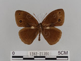 中文名:小蛇目蝶(眉眼蝶)(1282-21390)學名:Mycalesis francisca formosana Fruhstorfer, 1908(1282-21390)