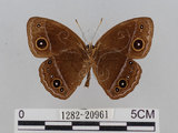 中文名:小蛇目蝶(眉眼蝶)(1282-20961)學名:Mycalesis francisca formosana Fruhstorfer, 1908(1282-20961)