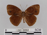 中文名:小蛇目蝶(眉眼蝶)(1282-20961)學名:Mycalesis francisca formosana Fruhstorfer, 1908(1282-20961)