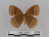 中文名:小蛇目蝶(眉眼蝶)(1282-21422)學名:Mycalesis francisca formosana Fruhstorfer, 1908(1282-21422)