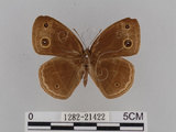 中文名:小蛇目蝶(眉眼蝶)(1282-21422)學名:Mycalesis francisca formosana Fruhstorfer, 1908(1282-21422)