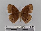 中文名:小蛇目蝶(眉眼蝶)(1282-20870)學名:Mycalesis francisca formosana Fruhstorfer, 1908(1282-20870)