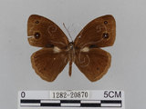 中文名:小蛇目蝶(眉眼蝶)(1282-20870)學名:Mycalesis francisca formosana Fruhstorfer, 1908(1282-20870)