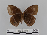 中文名:小蛇目蝶(眉眼蝶)(1282-21298)學名:Mycalesis francisca formosana Fruhstorfer, 1908(1282-21298)