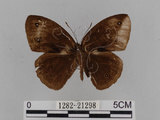 中文名:小蛇目蝶(眉眼蝶)(1282-21298)學名:Mycalesis francisca formosana Fruhstorfer, 1908(1282-21298)