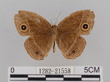 中文名:小蛇目蝶(眉眼蝶)(1282-21558)學名:Mycalesis francisca formosana Fruhstorfer, 1908(1282-21558)