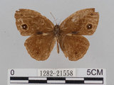 中文名:小蛇目蝶(眉眼蝶)(1282-21558)學名:Mycalesis francisca formosana Fruhstorfer, 1908(1282-21558)