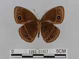 中文名:小蛇目蝶(眉眼蝶)(1282-21457)學名:Mycalesis francisca formosana Fruhstorfer, 1908(1282-21457)