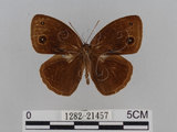 中文名:小蛇目蝶(眉眼蝶)(1282-21457)學名:Mycalesis francisca formosana Fruhstorfer, 1908(1282-21457)