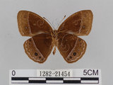 中文名:小蛇目蝶(眉眼蝶)(1282-21454)學名:Mycalesis francisca formosana Fruhstorfer, 1908(1282-21454)