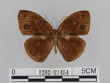 中文名:小蛇目蝶(眉眼蝶)(1282-21454)學名:Mycalesis francisca formosana Fruhstorfer, 1908(1282-21454)